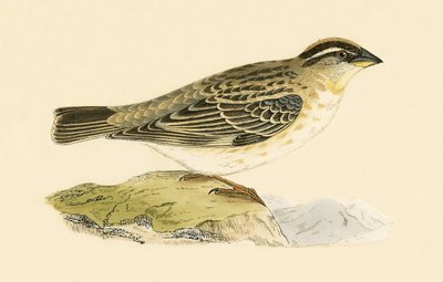 रॉक स्पैरो, चार्ल्स रॉबर्ट ब्री (1811-86) द्वारा 1867 में प्रकाशित &39;ए हिस्ट्री ऑफ द बर्ड्स ऑफ नॉट ऑब्जर्व्ड इन द ब्रिटिश आइल्स&39; का चित्र द्वारा अंग्रेजी स्कूल