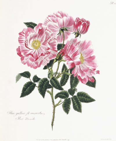 रोजा गैलिका, 1796-1799 द्वारा अंग्रेजी स्कूल