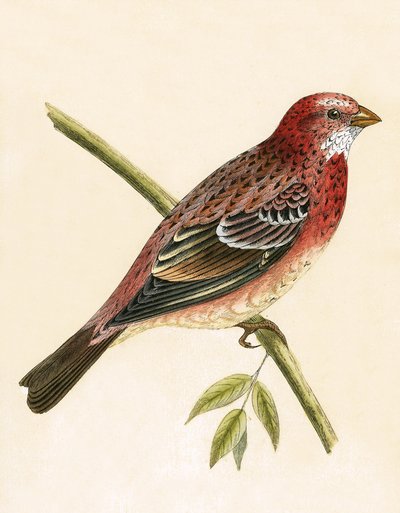 रोजी बुलफिंच, चार्ल्स रॉबर्ट ब्री (1811-86) द्वारा 1867 में प्रकाशित &39;ए हिस्ट्री ऑफ द बर्ड्स ऑफ बर्ड्स नॉट अ ऑब्जर्व्ड इन द ब्रिटिश आइल्स&39; का चित्रण द्वारा अंग्रेजी स्कूल