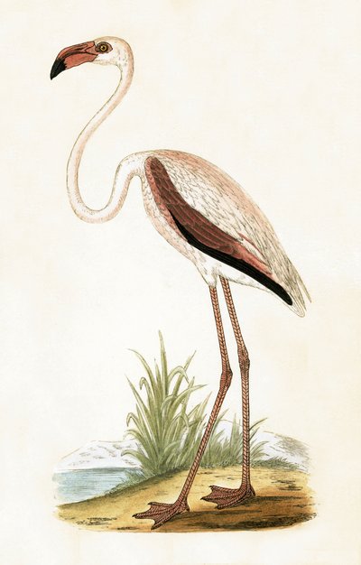 रोजी फ्लेमिंगो, चार्ल्स रॉबर्ट ब्री द्वारा 1867 में प्रकाशित &39;ए हिस्ट्री ऑफ बर्ड्स ऑफ बर्ड्स नॉट अ ऑब्जर्व्ड इन द ब्रिटिश आइल&39;, 1867 में प्रकाशित द्वारा अंग्रेजी स्कूल