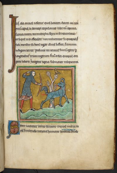 रॉयल 12 F.XIII, f.16 एक शिकारी एक जानवर पर तीर चलाता हुआ। बेस्टियरी (ff. 3-141), लैपिडरी (ff. 141v-149) 13वीं सदी की दूसरी तिमाही द्वारा अंग्रेजी स्कूल