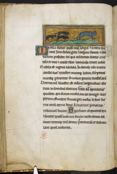 रॉयल 12 F.XIII, f.43v चूहे एक बिल्ली का पीछा करते हुए, बेस्टियरी (ff. 3-141), लैपिडरी (ff. 141v-149) से, 13वीं शताब्दी की दूसरी तिमाही (वेल्लम) द्वारा अंग्रेजी स्कूल