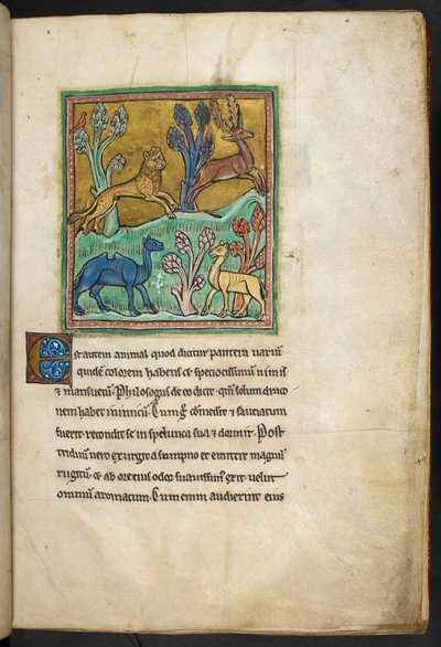 रॉयल 12 F.XIII, f.7 एक तेंदुआ एक हिरण का पीछा कर रहा है, उसके साथ एक ऊंट और एक अन्य जानवर है। बेस्टियरी (ff. 3-141), लैपिडरी (ff. 141v-149) से 13वीं सदी की दूसरी तिमाही द्वारा अंग्रेजी स्कूल