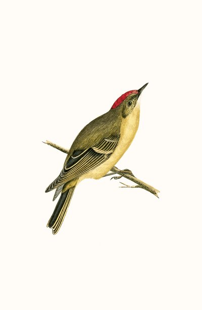 रूबी क्रॉएड किंगलेट, चार्ल्स रॉबर्ट ब्री (1811-86) द्वारा प्रकाशित &39;ए हिस्ट्री ऑफ द बर्ड्स ऑफ बर्ड्स नॉट अ ऑब्जर्व्ड इन द ब्रिटिश आइल&39;, 1867 से प्रकाशित द्वारा अंग्रेजी स्कूल