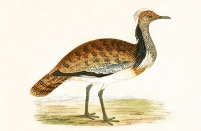 रफ्ड बस्टर्ड, चार्ल्स रॉबर्ट ब्री (1811-86) द्वारा 1867 में प्रकाशित &39;ए हिस्ट्री ऑफ द बर्ड्स ऑफ बर्ड्स नॉट अ ऑब्जर्व्ड इन द ब्रिटिश आइल्स&39; का चित्र द्वारा अंग्रेजी स्कूल