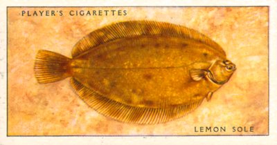  द्वारा अंग्रेजी स्कूल