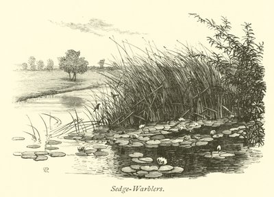सेज-warblers द्वारा अंग्रेजी स्कूल