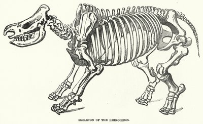 गैंडे का कंकाल (उत्कीर्णन) द्वारा अंग्रेजी स्कूल