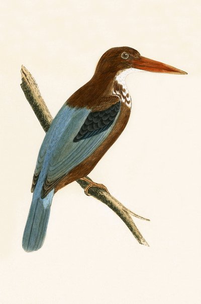 स्मिर्ना किंगफ़िशर, चार्ल्स रॉबर्ट ब्री (1811-86) द्वारा 1867 में प्रकाशित &39;ए हिस्ट्री ऑफ़ द बर्ड्स ऑफ़ नॉट द ऑब्ज़र्वेटेड इन द ब्रिटिश आइल्स&39; का चित्रण द्वारा अंग्रेजी स्कूल