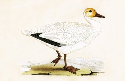 स्नो गूज, चार्ल्स रॉबर्ट ब्री (1811-86) द्वारा 1867 में प्रकाशित &39;ए हिस्ट्री ऑफ द बर्ड्स ऑफ बर्ड्स नॉट अ ऑब्जर्व्ड इन द ब्रिटिश आइल&39;, द्वारा अंग्रेजी स्कूल