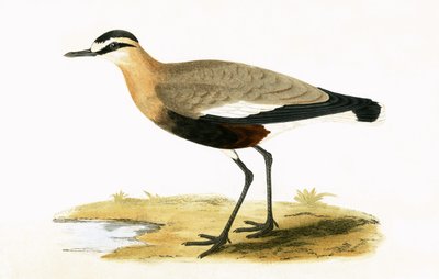 सोशल प्लोवर, चार्ल्स रॉबर्ट ब्री (1811-86) द्वारा 1867 में प्रकाशित &39;ए हिस्ट्री ऑफ द बर्ड्स ऑफ अ बर्ड्स अ ऑब्जर्व्ड इन द ब्रिटिश आइल्स&39; का चित्रण द्वारा अंग्रेजी स्कूल