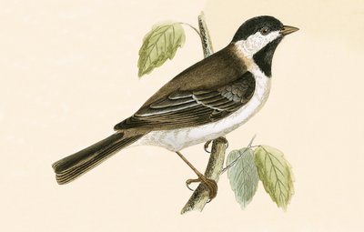 चार्ल्स रॉबर्ट ब्री (1811-86) द्वारा 1867 में प्रकाशित &39;ए हिस्ट्री ऑफ द बर्ड्स ऑफ बर्ड्स नॉट अ ऑब्जर्व्ड इन द ब्रिटिश बर्ड्स&39; का चित्र द्वारा अंग्रेजी स्कूल