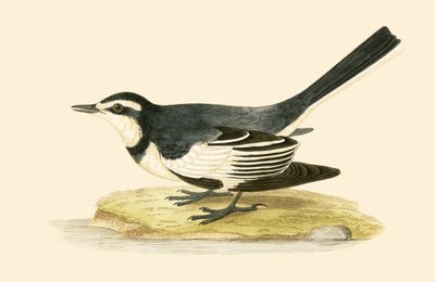 चार्ल्स रॉबर्ट ब्री (1811-86), 1867 में प्रकाशित &39;ए हिस्ट्री ऑफ द बर्ड्स ऑफ बर्ड्स नॉट अ ऑब्जर्व्ड इन द ब्रिटिश बर्ड्स&39; का चित्रण सोम्ब्रे वागेट द्वारा अंग्रेजी स्कूल