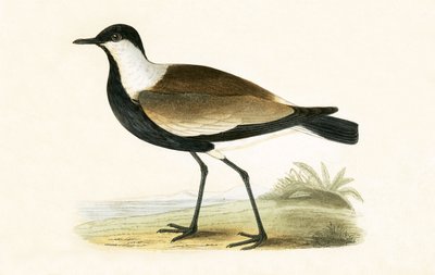 स्पोर विंग्ड प्लोवर, चार्ल्स रॉबर्ट ब्री (1811-86) द्वारा 1867 में प्रकाशित &39;ए हिस्ट्री ऑफ द बर्ड्स ऑफ बर्ड्स नॉट इन ऑब्जर्वेटेड इन द ब्रिटिश आइल&39; का चित्रण। द्वारा अंग्रेजी स्कूल