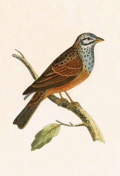 चार्ल्स रॉबर्ट ब्री (1811-86) द्वारा 1867 में प्रकाशित, &39;ए हिस्ट्री ऑफ द बर्ड्स ऑफ बर्ड्स नॉट अ ऑब्जर्व्ड इन द ब्रिटिश आइल&39; का धमाकेदार बंटिंग द्वारा अंग्रेजी स्कूल