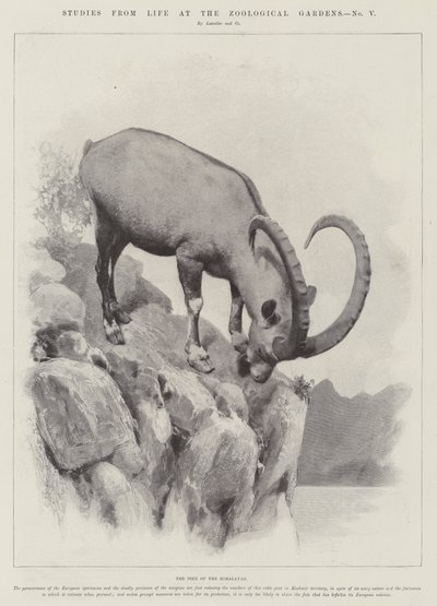 जूलॉजिकल गार्डन में जीवन से अध्ययन (उत्कीर्णन) द्वारा अंग्रेजी स्कूल