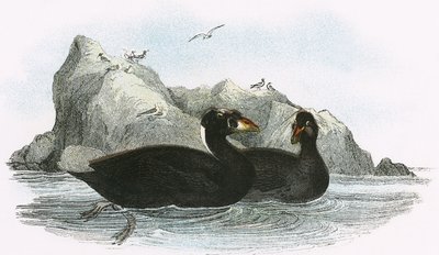 सर्फ स्कॉटर द्वारा अंग्रेजी स्कूल
