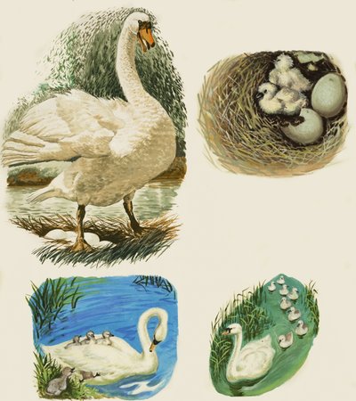 Swans द्वारा अंग्रेजी स्कूल
