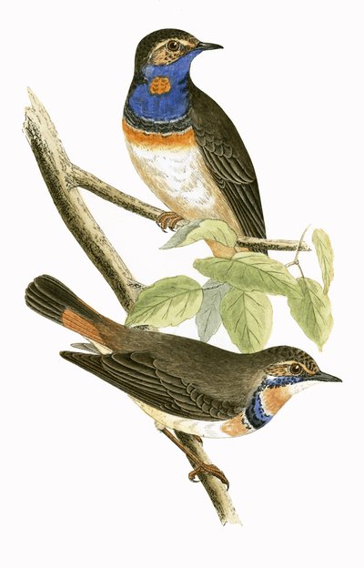 स्वीडिश ब्लू थ्रोटेड वार्बलर, चार्ल्स रॉबर्ट ब्री (1811-86) द्वारा 1867 में प्रकाशित &39;ए हिस्ट्री ऑफ द बर्ड्स ऑफ नॉट अ ऑब्जर्व्ड इन द ब्रिटिश आइल्स&39; का चित्र द्वारा अंग्रेजी स्कूल