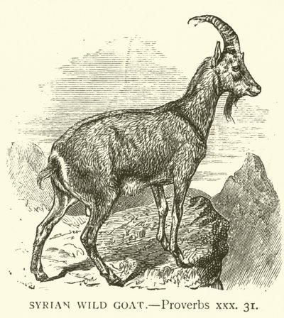 सीरियाई जंगली बकरी, नीतिवचन, xxx, 31 (उत्कीर्णन) द्वारा अंग्रेजी स्कूल