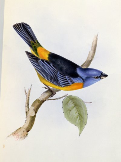 तानाग्रा दारविनी, चार्ल्स डार्विन (1809-92), 1840 में एचएमएस बीगल 1832-36 के द जूलॉजी से प्लेट 34 द्वारा अंग्रेजी स्कूल