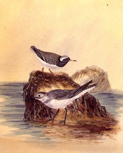 टर्न, c.1890 (कागज पर जल रंग) द्वारा अंग्रेजी स्कूल