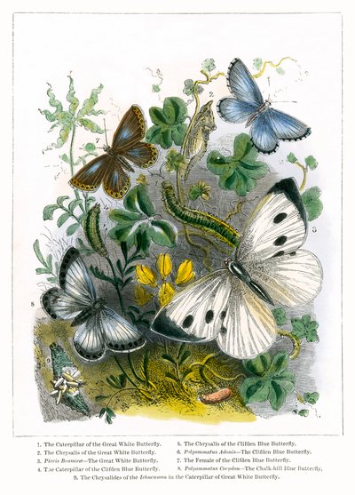  द्वारा अंग्रेजी स्कूल