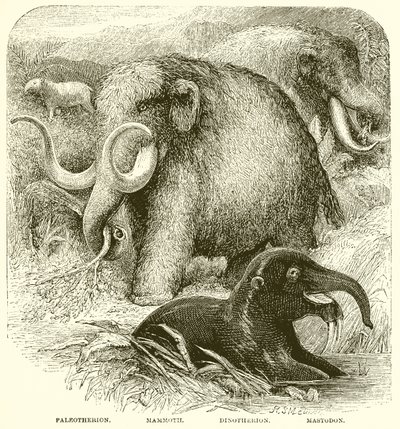 हाथी द्वारा अंग्रेजी स्कूल