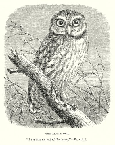  द्वारा अंग्रेजी स्कूल