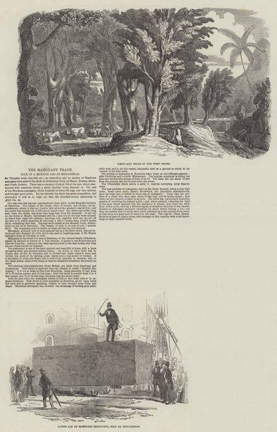 महोगनी व्यापार, Birkenhead पर एक राक्षस लॉग की बिक्री (उत्कीर्णन) द्वारा अंग्रेजी स्कूल