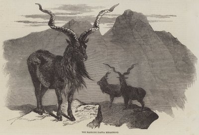 द मार्कोर, कैप्रा मेगासेरोस (उत्कीर्णन) द्वारा अंग्रेजी स्कूल