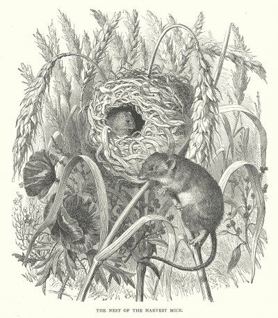  द्वारा अंग्रेजी स्कूल