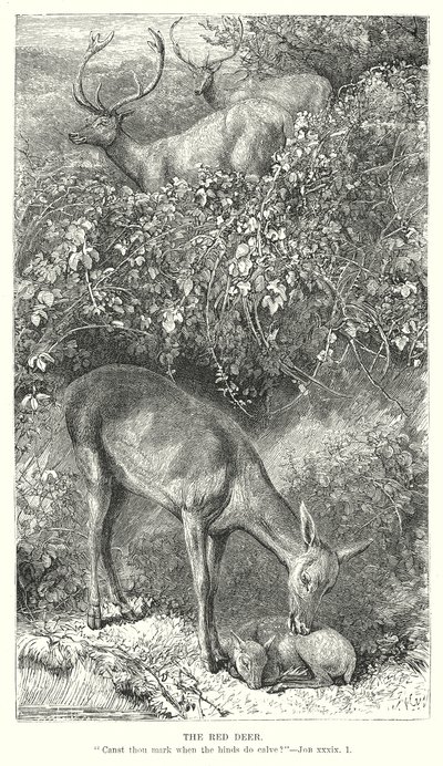  द्वारा अंग्रेजी स्कूल