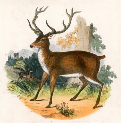 लाल हिरण द्वारा अंग्रेजी स्कूल