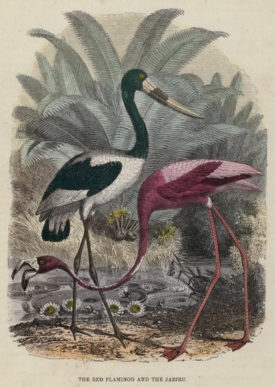 लाल राजहंस और जबीरू (रंगीन उत्कीर्णन) द्वारा अंग्रेजी स्कूल