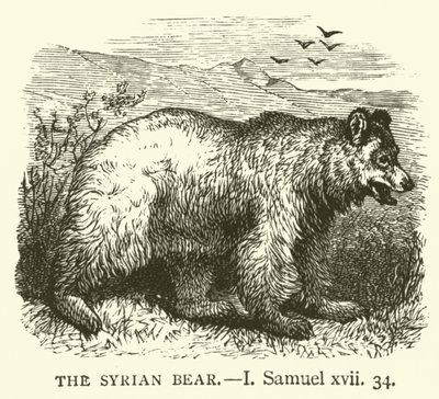 सीरियाई भालू, मैं, शमूएल, xvii, 34 (उत्कीर्णन) द्वारा अंग्रेजी स्कूल