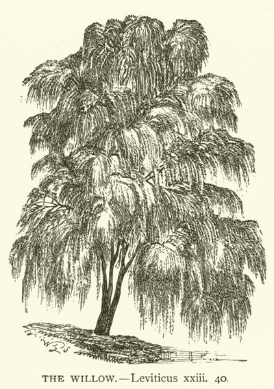 विलो, लैव्यव्यवस्था, xxiii, 40 (उत्कीर्णन) द्वारा अंग्रेजी स्कूल