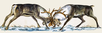 दो हिरन ताला antlers द्वारा अंग्रेजी स्कूल