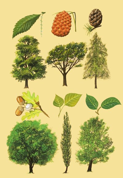 पेड़ों और पत्तियों का अज्ञात असेंबल द्वारा अंग्रेजी स्कूल