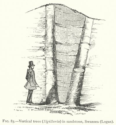 लंबवत पेड़, सिगिलरिया, बलुआ पत्थर में, स्वानसी, लोगान (उत्कीर्णन) द्वारा अंग्रेजी स्कूल