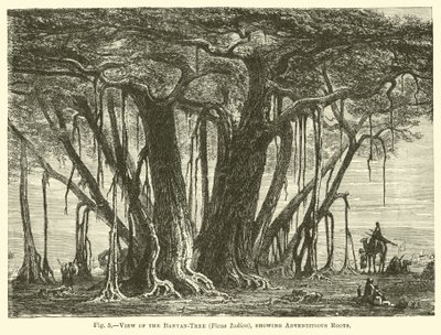 बरगद-वृक्ष का दृश्य (फिकस इंडिका), एडवेंटिटियस रूट्स दिखा रहा है द्वारा अंग्रेजी स्कूल