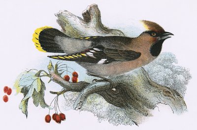 Waxwing द्वारा English School