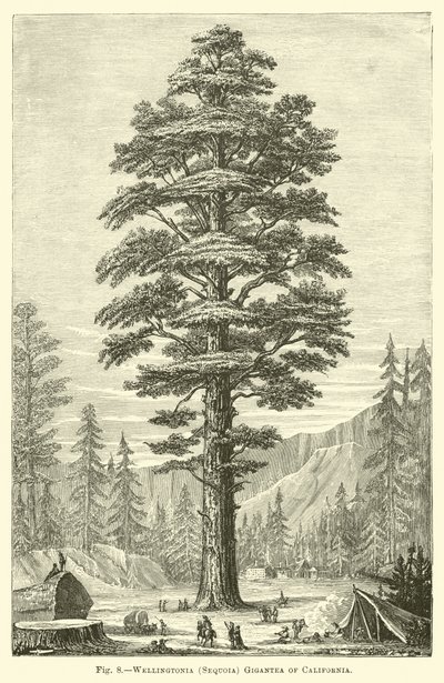 वेलिंगटनिया (Sequoia) कैलिफोर्निया के गिगेंटिया द्वारा अंग्रेजी स्कूल