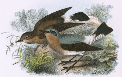 Wheatear द्वारा English School