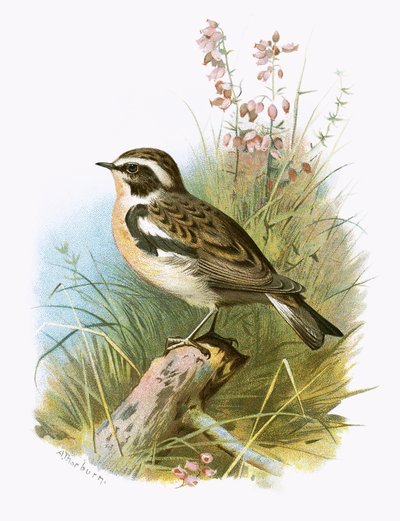 Whinchat द्वारा English School