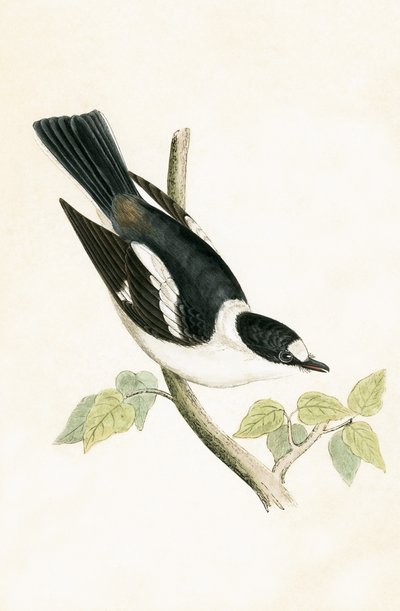 व्हाइट कॉलर फ्लाइकैचर, चार्ल्स रॉबर्ट ब्री (1811-86) द्वारा 1867 में प्रकाशित &39;ए हिस्ट्री ऑफ द बर्ड्स ऑफ बर्ड्स नॉट इन ऑब्जर्वेटेड इन द ब्रिटिश आइल&39;, का चित्रण द्वारा अंग्रेजी स्कूल