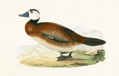 व्हाइट रॉबर्ट डक, चार्ल्स रॉबर्ट ब्री (1811-86) द्वारा 1867 में प्रकाशित &39;ए हिस्ट्री ऑफ द बर्ड्स ऑफ नॉट ऑब्जर्व्ड इन द ब्रिटिश आइल&39; का चित्रण। द्वारा अंग्रेजी स्कूल