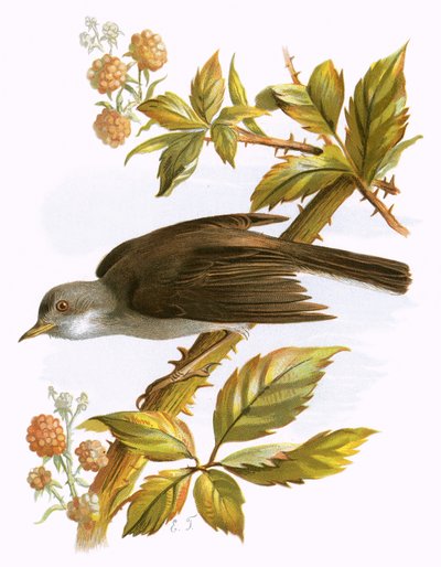 Whitethroat द्वारा अंग्रेजी स्कूल