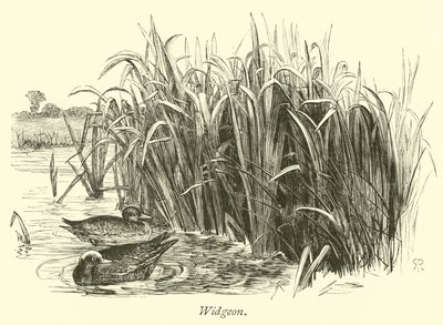 विजियन द्वारा अंग्रेजी स्कूल