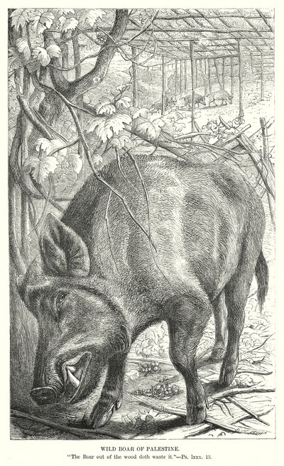  द्वारा अंग्रेजी स्कूल